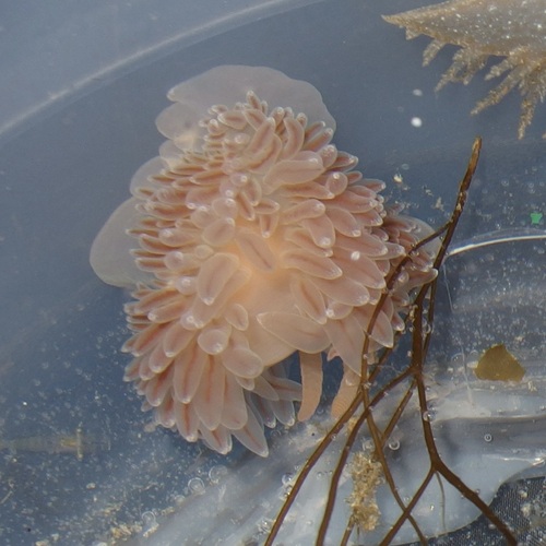 Ziminella salmonacea