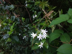 Jasminum multiflorum