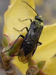 Dolerus nitens