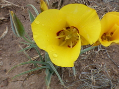 Calochortus aureus
