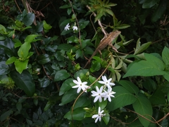 Jasminum multiflorum