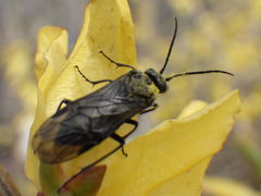 Dolerus nitens