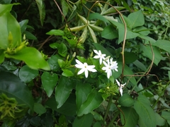 Jasminum multiflorum