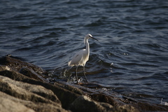 Egretta garzetta
