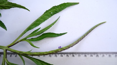 Stachytarpheta angustifolia