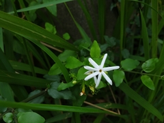 Jasminum multiflorum