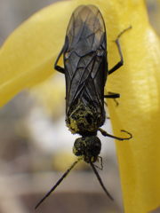 Dolerus nitens