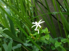 Jasminum multiflorum