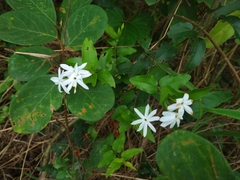 Jasminum multiflorum