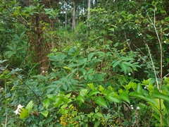 Jasminum multiflorum