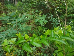Jasminum multiflorum