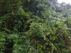 Jasminum multiflorum