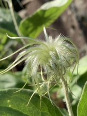 Clematis coactilis