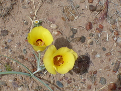 Calochortus aureus