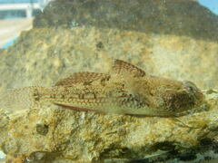 Twinbar Goby photo 2