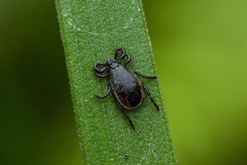 Castor Bean Tick