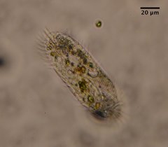 Histriculus