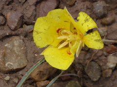 Calochortus aureus