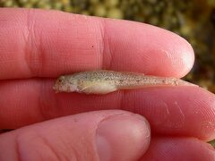Tiger Sandgoby photo 4