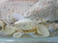 Tiger Sandgoby photo 2