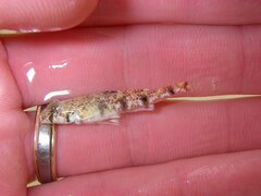 Tiger Sandgoby photo 3