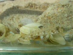 Tiger Sandgoby photo 1