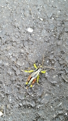 Dendrotettix quercus