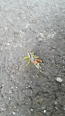 Dendrotettix quercus