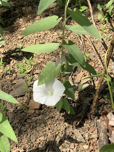 Calystegia spithamaea ssp. purshiana