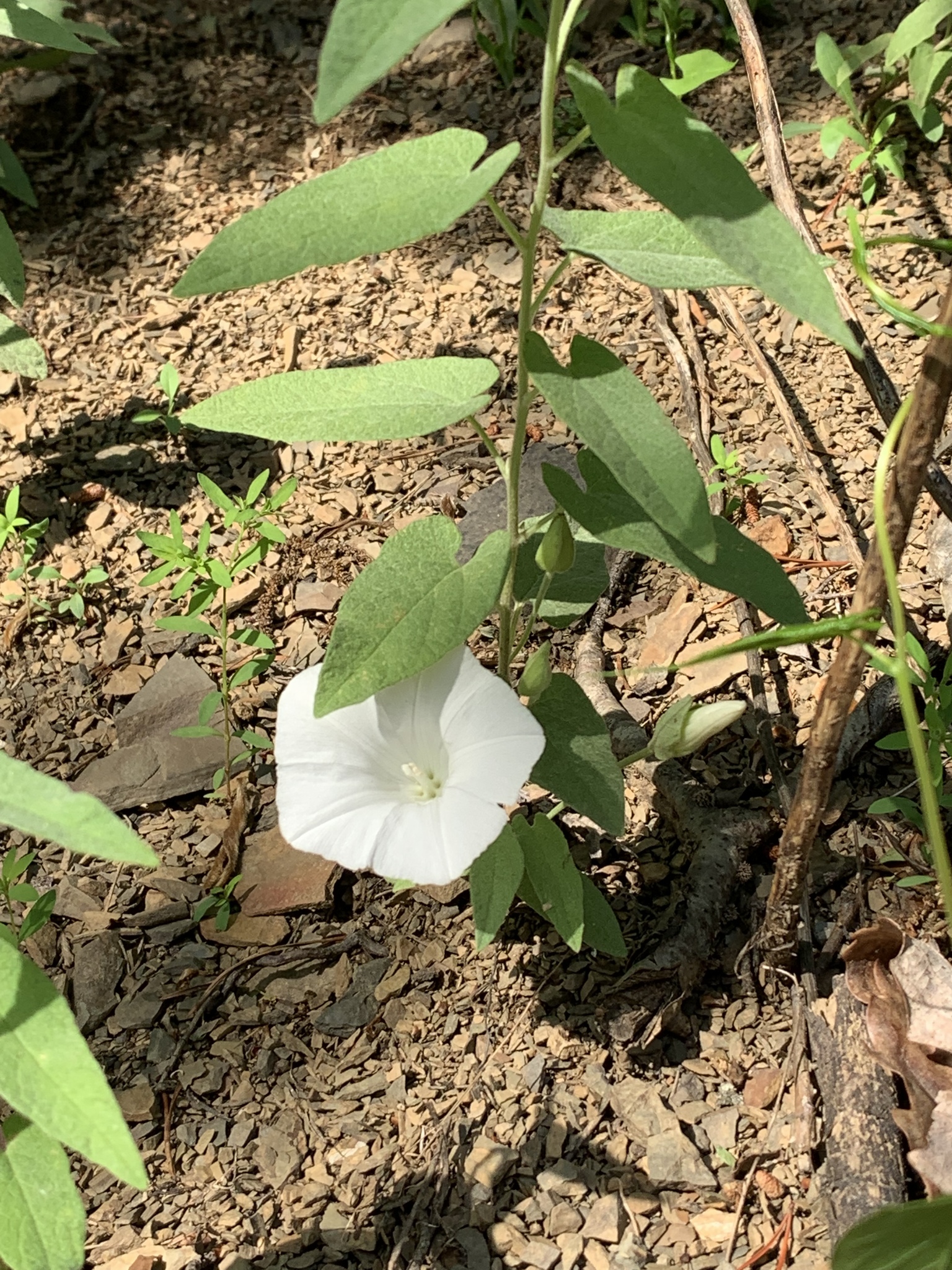 Calystegia spithamaea ssp. purshiana