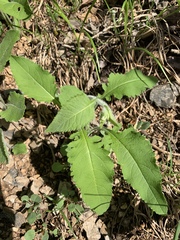 Parthenium auriculatum