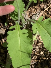 Parthenium auriculatum