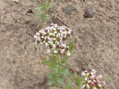 Comandra umbellata pallida