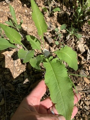 Parthenium auriculatum