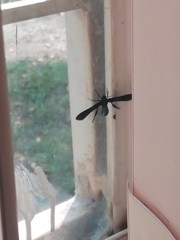 Macrocneme chrysitis