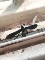 Macrocneme chrysitis