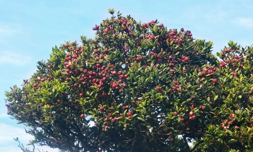 Syzygium fergusonii, 2024-03-02