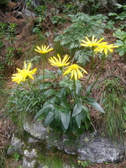 Senecio doronicum