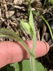 Parthenium auriculatum