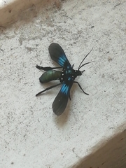 Macrocneme chrysitis