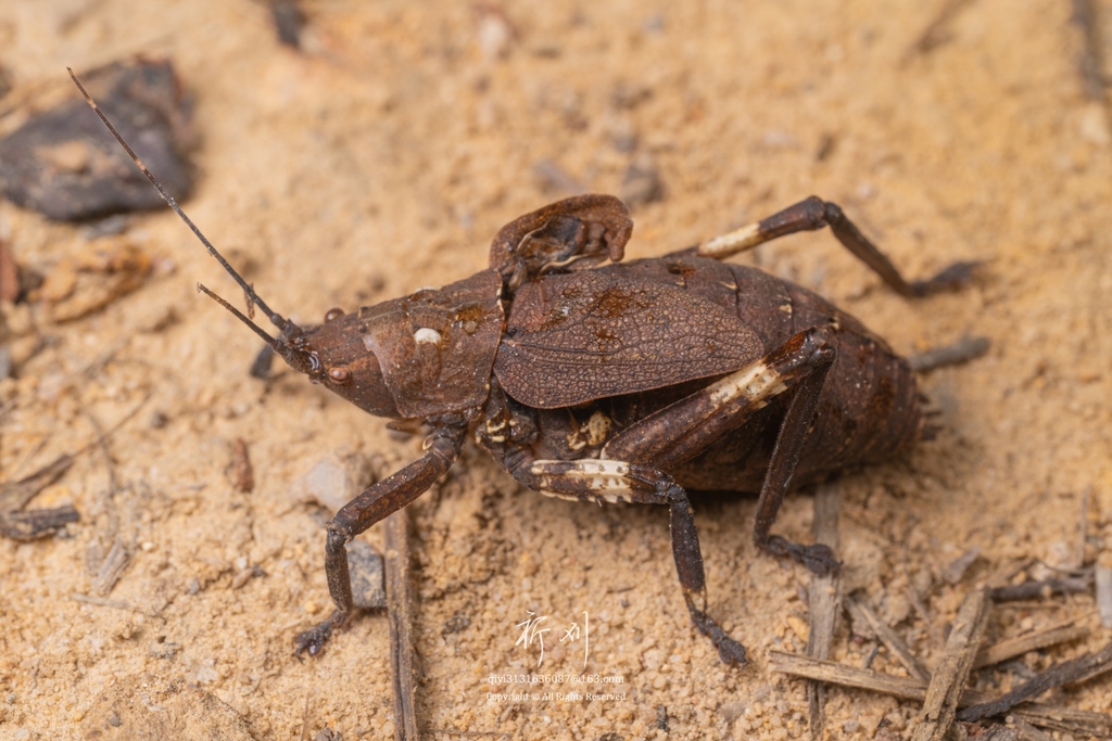 Callimenellus variegatus
