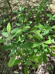 Berberis canadensis