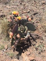 Opuntia macrocentra
