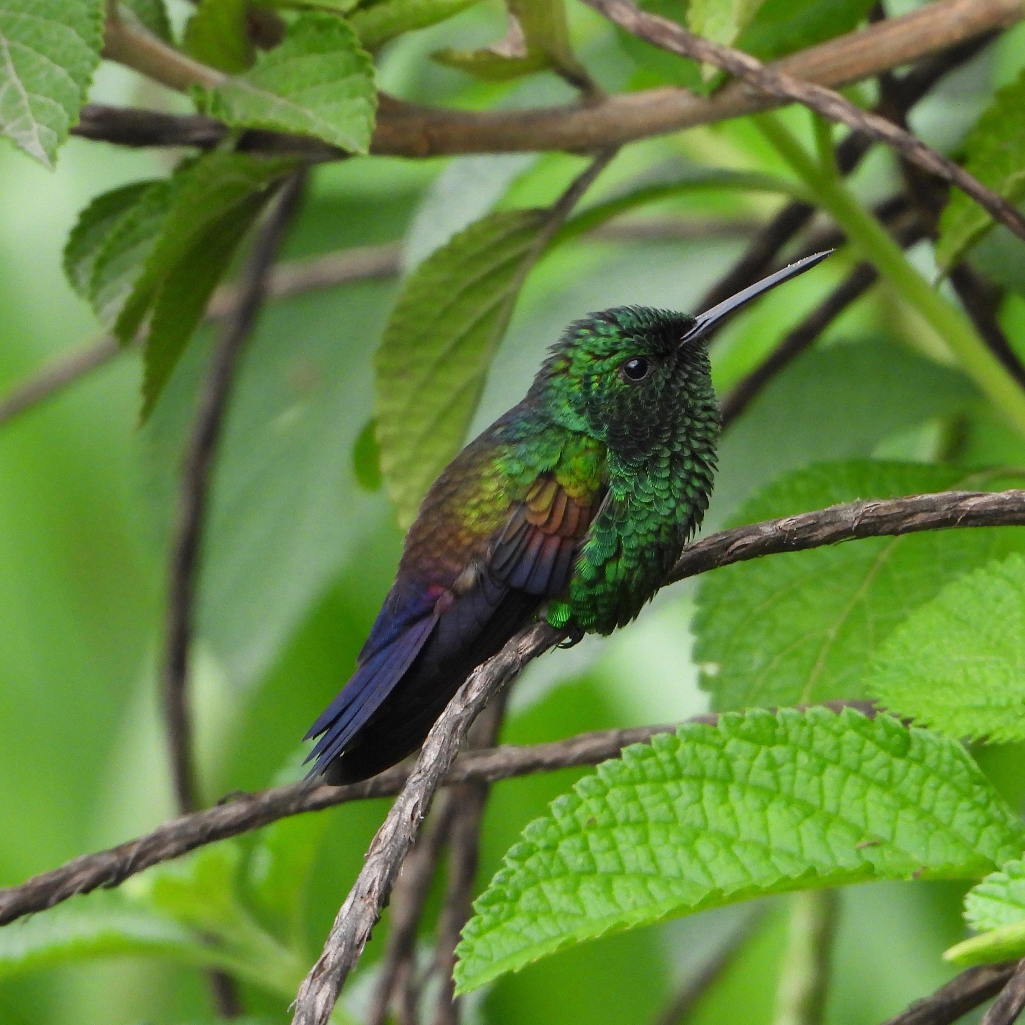 Blue-tailed Hummingbird (Saucerottia cyanura), photo 10