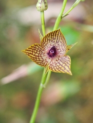 Telipogon glicensteinii