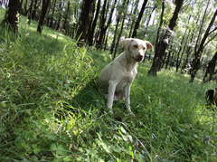 Canis familiaris