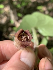 Asarum canadense reflexum