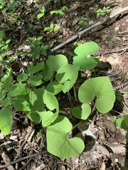 Asarum canadense reflexum