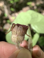 Asarum canadense reflexum
