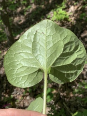 Asarum canadense reflexum